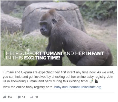 ¡Ternuringa! Zoológico organiza un baby shower para un gorila en gestación