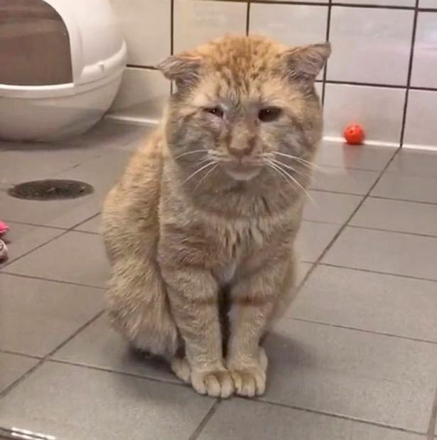 Aw: La tierna transformación de un 'gato triste', a un año de haber sido adoptado