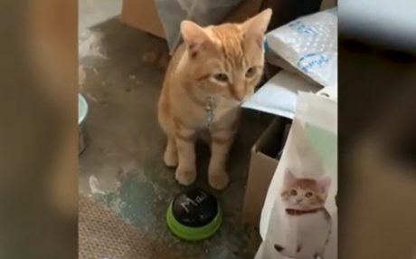 ¡Meaw! Conoce a Kyo, el único gato que “se comunica” con su dueña