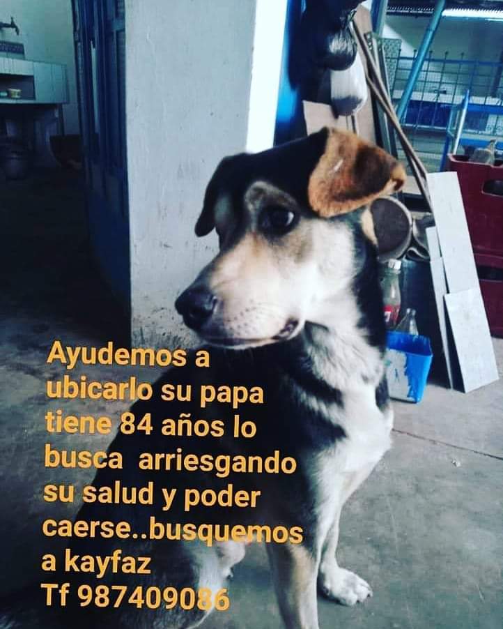 No se da por vencido: Abuelito de 84 años camina por las calles buscando a su perrito 