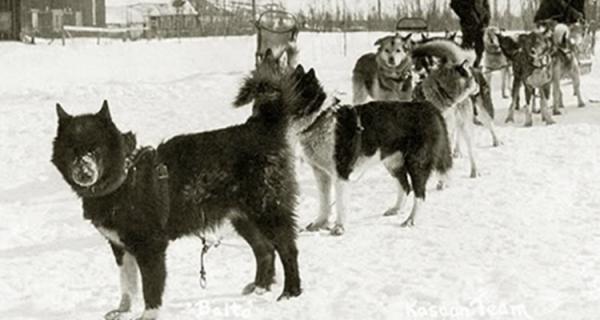 perros más famosos ciencia