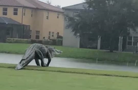 ¡OLV! Captan a un cocodrilo gigante paseando por las calles de Florida