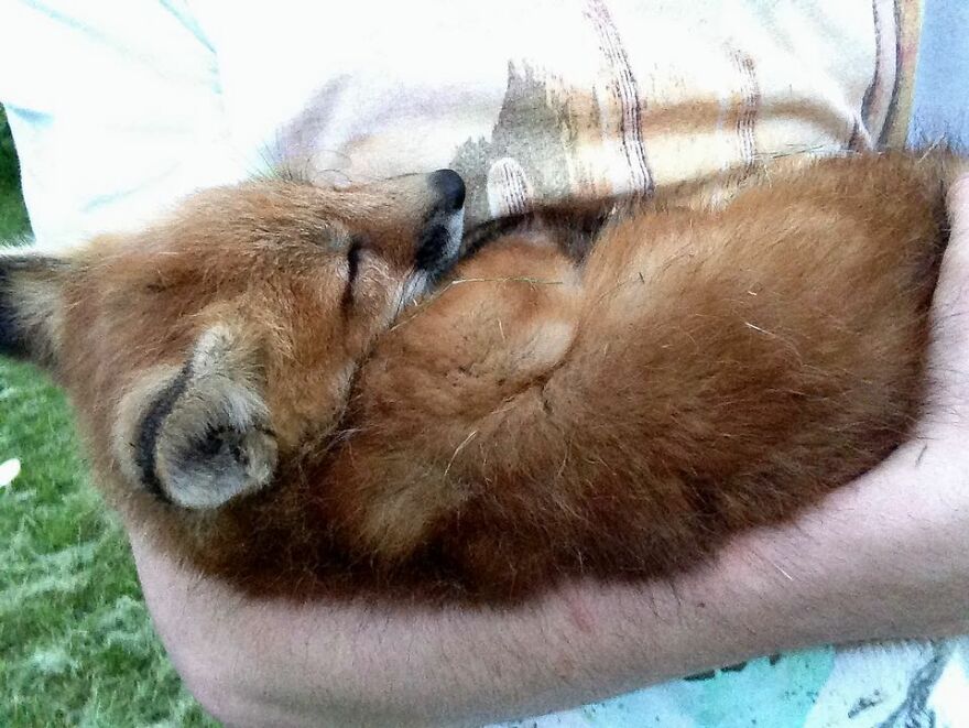 Joven rescata a zorro que iba a ser sacrificado para hacer un abrigo