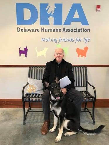 Major, el primer perrito rescatado que vivirá en la Casa Blanca gracias al triunfo de Joe Biden