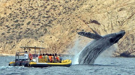¡Llegaron las ballenas! Te decimos cómo viajar a Los Cabos ahorrando 
