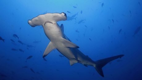 El aterrador momento en el que una turista se ve rodeada de tiburones martillo