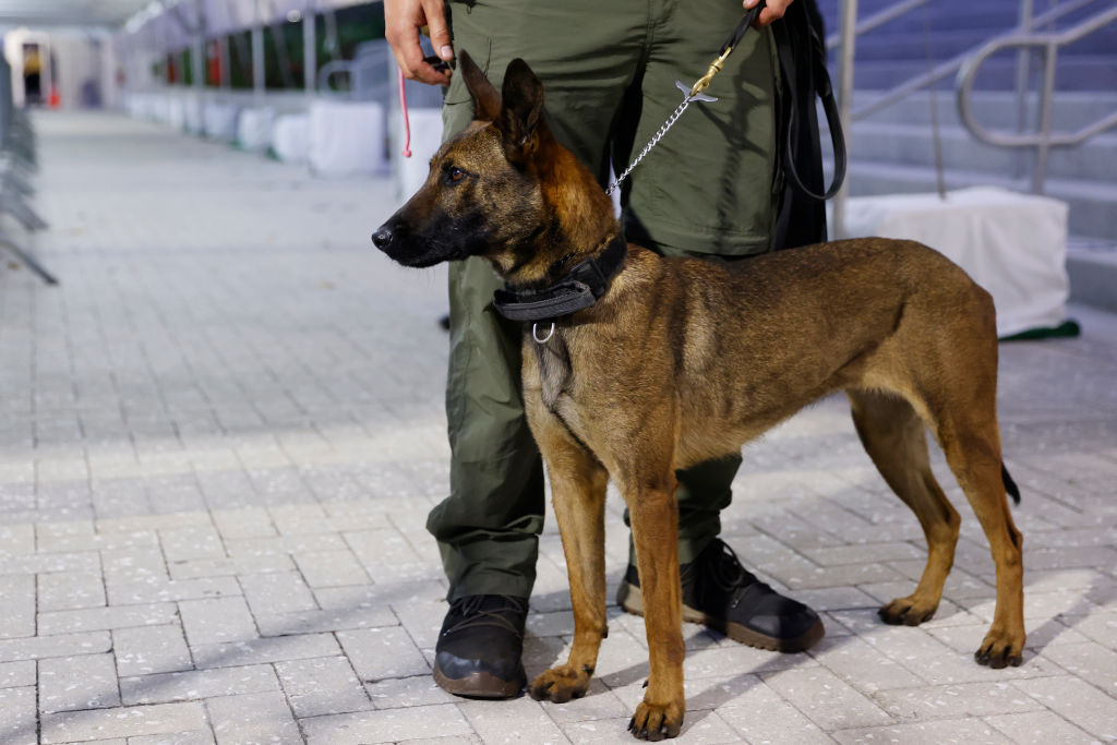 En Francia entrenan perros para detectar COVID-19 a través del sudor