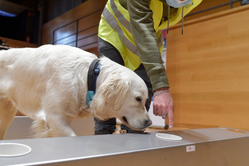 En Francia entrenan perros para detectar COVID-19 a través del sudor