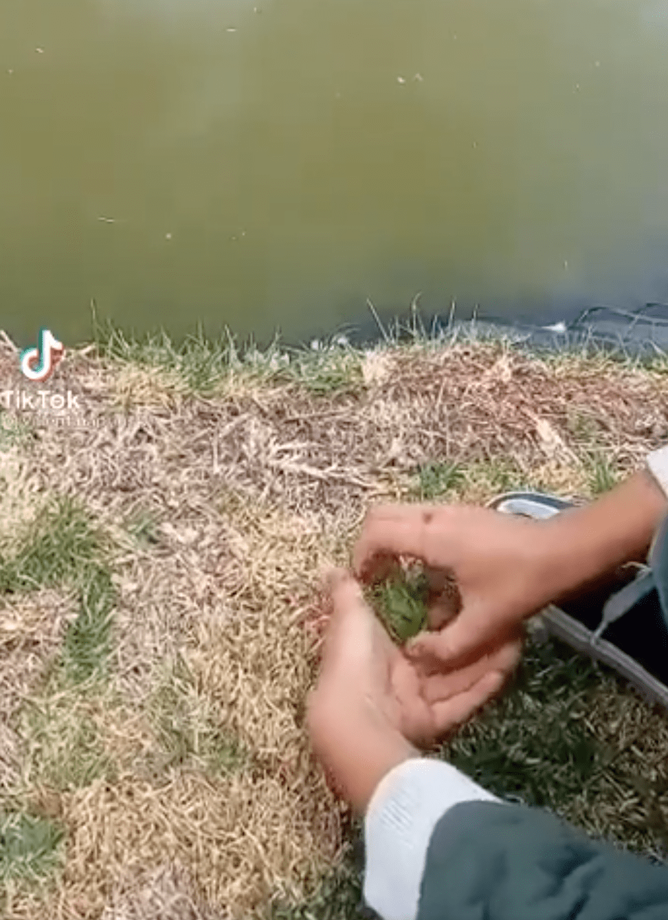 Niño libera una rana... y un pato terminó comiéndosela de un solo bocado